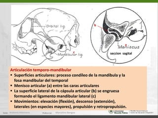 Rama, porción vertical. En el espacio entre las ramas       se encuentra parte de la laringe, faringe e hioides  Anatomía Veterinaria.Marcelino Bengoa