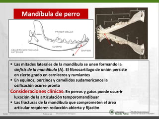    El cuerpo de la mandíbula limita con el opuesto el espacio     mandibular donde descansa la lengua   El limbo alveolar provisto de los alveolos para  los incisivos     inferiores separa las caras labial y lingual de la porción     incisiva   Las caras bucal (lateral) y lingual (medial) de la porción molar     están separadas drsalmente por el limbo alveolar provisto de        los alvelos para los premolares y molares inferioresAnatomía Veterinaria.Marcelino Bengoa