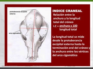 INDICE CRANEAL Relación entre la   anchura y la longitud   total del cráneoanchura x 100          longitud totalLa longitud total se mide desde la protuberancia occipital externa hasta la terminación oral del cráneo y la anchura entre los vértices del arco cigomáticoprotuberancia occipitalexternaI.C =arco cigomáticoAnatomía Veterinaria.Marcelino Bengoa