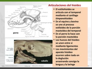 MANDÍBULA - PERRO  La sínfisis mandibular no se osifica por completo en el     perro y las mitades se separan con facilidad  La fosa masetérica presta inserción al músculo     masetero  El proceso condileo se articula con el temporal
