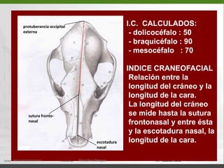 I.C.  CALCULADOS:  - dolicocéfalo : 50 - braquicéfalo : 90 - mesocéfalo   : 70INDICE CRANEOFACIALRelación entre la  longitud del cráneo y la  longitud de la cara. La longitud del cráneo  se mide hasta la sutura frontonasal y entre ésta  y la escotadura nasal, la  longitud de la cara.protuberancia occipitalexternasutura fronto- nasalescotadura nasalAnatomía Veterinaria.Marcelino Bengoa