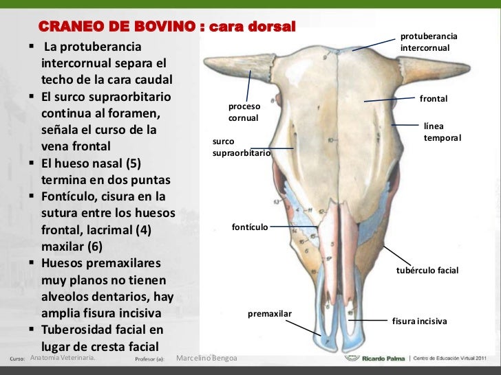 Esqueleto de la cabeza