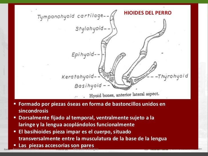 Resultado de imagen para hueso hioides perro