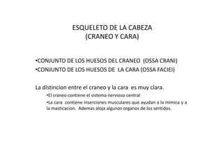 ESQUELETO DE LA CABEZA
(CRANEO Y CARA)
•CONJUNTO DE LOS HUESOS DEL CRANEO (OSSA CRANI)
•CONJUNTO DE LOS HUESOS DE LA CARA (OSSA FACIEI)
La distincion entre el craneo y la cara es muy clara.
•El craneo contiene el sistema nervioso central
•La cara contiene inserciones musculares que ayudan a la mimica y a
la masticacion. Ademas aloja algunos organos de los sentidos.
 