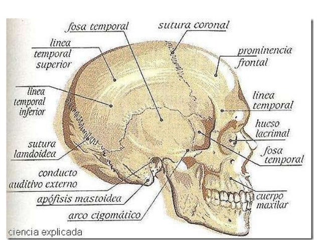Esqueleto de la cabeza