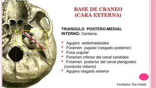 Formane Rasgado Anatomía Detallada del Esqueleto de la Cabeza Humana | PPTX