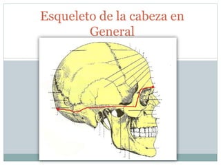Esqueleto de la cabeza en
General
 