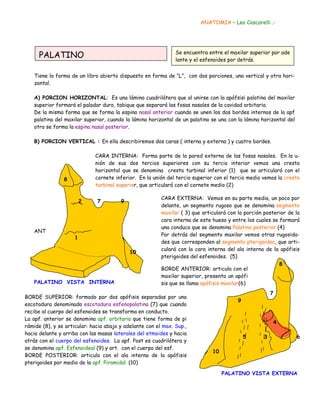 ANATOMIA – Leo Coscarelli .-
Se encuentra entre el maxilar superior por ade
lante y el esfenoides por detrás.
PALATINO
Tiene la forma de un libro abierto dispuesto en forma de “L”, con dos porciones, una vertical y otra hori-
zontal.
A) PORCION HORIZONTAL: Es una lámina cuadrilátera que al unirse con la apófsisi palatina del maxilar
superior formará el paladar duro, tabique que separará las fosas nasales de la cavidad orbitaria.
De la misma forma que se forma la espina nasal anterior cuando se unen los dos bordes internos de la apf
palatina del maxilar superior, cuando la lámina horizontal de un palatino se una con la lámina horizontal del
otro se forma la espina nasal posterior.
B) PORCION VERTICAL : En ella describiremos dos caras ( interna y externa ) y cuatro bordes.
CARA INTERNA: Forma parte de la pared externa de las fosas nasales. En la u-
nión de sus dos tercios superiores con su tercio interior vemos una cresta
horizontal que se denomina cresta turbinal inferior (1) que se articulará con el
cornete inferior. En la unión del tercio superior con el tercio medio vemos la cresta
turbinal superior, que articulará con el cornete medio (2)
8
2 7 9
ANT
1
10
PALATINO VISTA INTERNA
CARA EXTERNA: Vemos en su parte media, un poco por
delante, un segmento rugoso que se denomina segmento
maxilar ( 3) que articulará con la porción posterior de la
cara interna de este hueso y entre los cuales se formará
una conduco que se denomina Palatino posterior (4)
Por detrás del segmento maxilar vemos otras rugosida-
des que corresponden al segmento pterigoideo, que arti-
culará con la cara interna del ala interna de la apófisis
pterigoides del esfenoides. (5)
BORDE ANTERIOR: articula con el
maxilar superior, presenta un apófi
sis que se llama apófisis maxilar(6)
8
7
9
4
5 3 6
10
PALATINO VISTA EXTERNA
BORDE SUPERIOR: formado por dos apófisis separadas por una
escotadura denominada escotadura esfenopalatina (7) que cuando
recibe al cuerpo del esfenoides se transforma en conducto.
La apf. anterior se denomina apf. orbitaria que tiene forma de pi
rámide (8), y se articular: hacia abajo y adelante con el max. Sup.,
hacia delante y arriba con las masas laterales del etmoides y hacia
atrás con el cuerpo del esfenoides. La apf. Post es cuadrilátera y
se denomina apf. Esfenoideal (9) y art. con el cuerpo del esf.
BORDE POSTERIOR: articula con el ala interna de la apófisis
pterigoides por medio de la apf. Piramidal. (10)
 