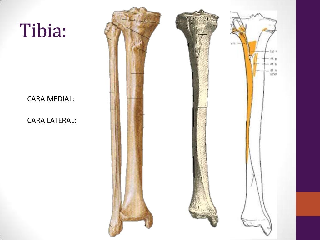 Esqueleto De La Pierna