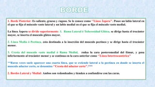 Borde Rugoso ANATOMIA RADIOLOGICA _DEL_MIEMBRO_INFERIOR (1).ppt