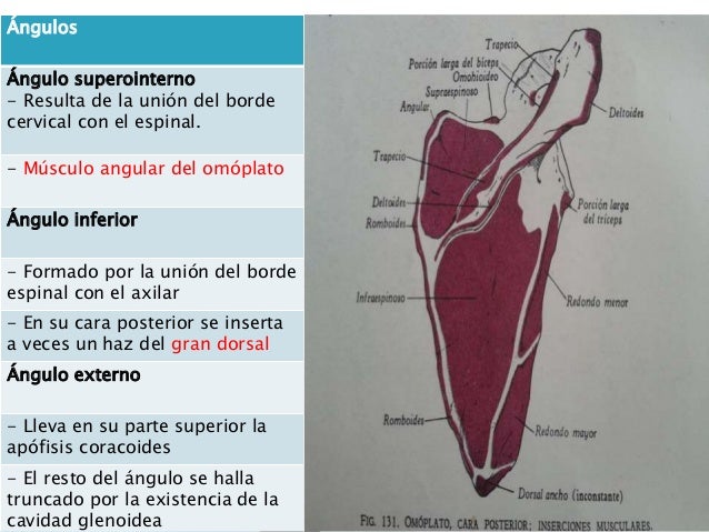 Como aumentan el pene en el diámetro