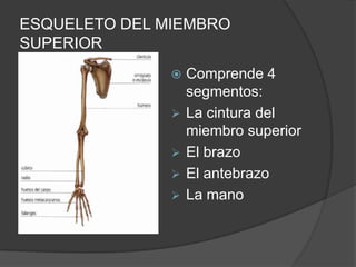 ESQUELETO DEL MIEMBRO
SUPERIOR
                 Comprende 4
                   segmentos:
                  La cintura del
                   miembro superior
                  El brazo
                  El antebrazo
                  La mano
 