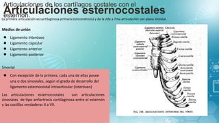 Articulaciones de los cartílagos costales con el
esternón.
Articulaciones esternocostales
La primera articulación es cartilaginosa primaria (sincondrosis) y de la 2da a 7ma articulación son plana sinovial.
Medios de unión
● Ligamento interóseo
● Ligamento capsular
● Ligamento anterior
● Ligamento posterior
Sinovial
● Con excepción de la primera, cada una de ellas posee
una o dos sinoviales, según el grado de desarrollo del
ligamento esternocostal intraarticular (interóseo)
Las articulaciones esternocostales son articulaciones
sinoviales de tipo anfiartrosis cartilaginosa entre el esternón
y las costillas verdaderas II a VII.
 