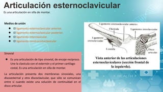 Articulación esternoclavicular
Es una articulación en silla de montar.
Medios de unión
● El ligamento esternoclavicular anterior.
● El ligamento esternoclavicular posterior.
● El ligamento interclavicular.
● El ligamento condrocostoclavicular
Sinovial
● Es una articulación de tipo sinovial, de encaje reciproco.
Une la clavícula con el esternón y el primer cartílago
costal, Es una articulación en silla de montar.
La articulación presenta dos membranas sinoviales, una
discoesternal y otra discoclavicular, que sólo se comunican
entre sí cuando existe una solución de continuidad en el
disco articular.
 