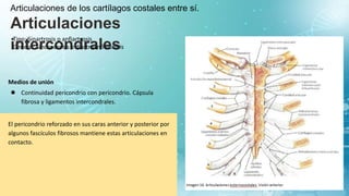 Articulaciones de los cartílagos costales entre sí.
Articulaciones
intercondrales
Tipo: Sinartrosis o anfiartrosis
Genero: Sincondrosis o diartroanfiartrosis
Medios de unión
● Continuidad pericondrio con pericondrio. Cápsula
fibrosa y ligamentos intercondrales.
El pericondrio reforzado en sus caras anterior y posterior por
algunos fascículos fibrosos mantiene estas articulaciones en
contacto.
 