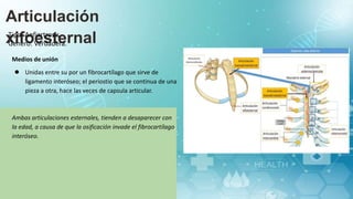 Articulación
xifoesternal
Tipo: Anfiartrosis.
Genero: Verdadera.
Medios de unión
● Unidas entre su por un fibrocartílago que sirve de
ligamento interóseo; el periostio que se continua de una
pieza a otra, hace las veces de capsula articular.
Ambas articulaciones esternales, tienden a desaparecer con
la edad, a causa de que la osificación invade el fibrocartílago
interóseo.
 