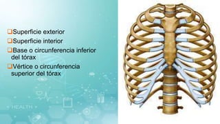 Superficie exterior
Superficie interior
Base o circunferencia inferior
del tórax
Vértice o circunferencia
superior del tórax
 