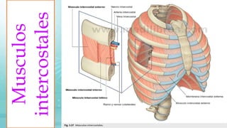 Musculos
intercostales
 