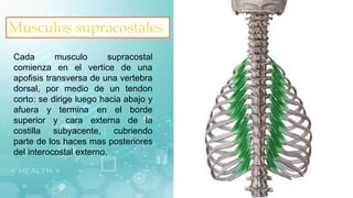 Musculos supracostales
Cada musculo supracostal
comienza en el vertice de una
apofisis transversa de una vertebra
dorsal, por medio de un tendon
corto: se dirige luego hacia abajo y
afuera y termina en el borde
superior y cara externa de la
costilla subyacente, cubriendo
parte de los haces mas posteriores
del interocostal externo.
 