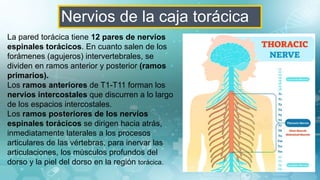 Nervios de la caja torácica
La pared torácica tiene 12 pares de nervios
espinales torácicos. En cuanto salen de los
forámenes (agujeros) intervertebrales, se
dividen en ramos anterior y posterior (ramos
primarios).
Los ramos anteriores de T1-T11 forman los
nervios intercostales que discurren a lo largo
de los espacios intercostales.
Los ramos posteriores de los nervios
espinales torácicos se dirigen hacia atrás,
inmediatamente laterales a los procesos
articulares de las vértebras, para inervar las
articulaciones, los músculos profundos del
dorso y la piel del dorso en la región torácica.
 