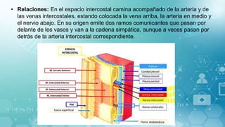 • Relaciones: En el espacio intercostal camina acompañado de la arteria y de
las venas intercostales, estando colocada la vena arriba, la arteria en medio y
el nervio abajo. En su origen emite dos ramos comunicantes que pasan por
delante de los vasos y van a la cadena simpática, aunque a veces pasan por
detrás de la arteria intercostal correspondiente.
 