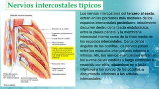 Nervios intercostales típicos
Los nervios intercostales del tercero al sexto,
entran en las porciones más mediales de los
espacios intercostales posteriores; inicialmente
discurren dentro de la fascia endotorácica,
entre la pleura parietal y la membrana
intercostal interna cerca de la línea media de
los espacios intercostales. Cerca de los
ángulos de las costillas, los nervios pasan
entre los músculos intercostales internos e
íntimos. Ahí, los nervios intercostales entran en
los surcos de las costillas y luego continúan su
recorrido por ellos, situándose en o justo
inferiores a los surcos de las costillas, y
discurriendo inferiores a las arterias
intercostales.
 