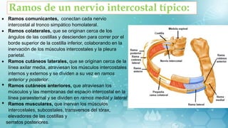 Ramos de un nervio intercostal típico:
 Ramos comunicantes, conectan cada nervio
intercostal al tronco simpático homolateral.
 Ramos colaterales, que se originan cerca de los
ángulos de las costillas y descienden para correr por el
borde superior de la costilla inferior, colaborando en la
inervación de los músculos intercostales y la pleura
parietal.
 Ramos cutáneos laterales, que se originan cerca de la
línea axilar media, atraviesan los músculos intercostales
internos y externos y se dividen a su vez en ramos
anterior y posterior.
• Ramos cutáneos anteriores, que atraviesan los
músculos y las membranas del espacio intercostal en la
línea paraesternal y se dividen en ramos medial y lateral.
• Ramos musculares, que inervan los músculos
intercostales, subcostales, transversos del tórax,
elevadores de las costillas y
serratos posteriores.
 