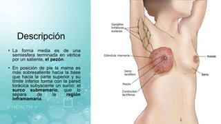 Descripción
• La forma media es de una
semiesfera terminada en vértice
por un saliente, el pezón.
• En posición de pie la mama es
más sobresaliente hacia la base
que hacia la parte superior y su
límite inferior forma con la pared
torácica subyacente un surco: el
surco submamario, que lo
separa de la región
inframamaria.
 
