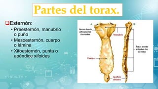 Partes del torax.
Esternón:
• Preesternón, manubrio
o puño
• Mesoesternón, cuerpo
o lámina
• Xifoesternón, punta o
apéndice xifoides
 