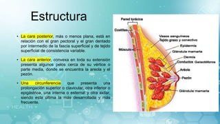 Estructura
• La cara posterior, más o menos plana, está en
relación con el gran pectoral y el gran dentado
por intermedio de la fascia superficial y de tejido
superficial de consistencia variable.
• La cara anterior, convexa en toda su extensión
presenta algunos pelos cerca de su vértice o
parte media, donde se encuentra la areola y el
pezón.
• Una circunferencia que presenta una
prolongación superior o clavicular, otra inferior o
epigástrica, una interna o esternal y otra axilar,
siendo esta última la más desarrollada y más
frecuente.
 