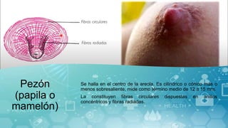 Pezón
(papila o
mamelón)
Se halla en el centro de la areola. Es cilíndrico o cónico más o
menos sobresaliente, mide como término medio de 12 a 15 mm.
La constituyen fibras circulares dispuestas en anillos
concéntricos y fibras radiadas.
 