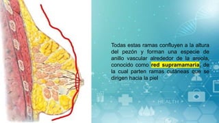 Todas estas ramas confluyen a la altura
del pezón y forman una especie de
anillo vascular alrededor de la areola,
conocido como red supramamaria, de
la cual parten ramas cutáneas que se
dirigen hacia la piel
 