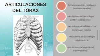 ARTICULACIONES
DEL TÓRAX
 