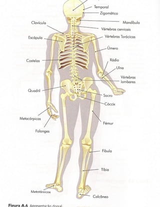 Esqueleto dorsal
