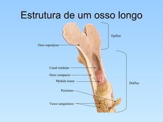 Estrutura de um osso longo Epífise Diáfise Canal medular Osso compacto Medula óssea Osso esponjoso Periósteo Vasos sanguíneos 