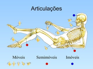 Articulações Móveis Semimóveis Imóveis 