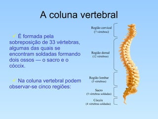 A coluna vertebral É formada pela sobreposição de 33 vértebras, algumas das quais se encontram soldadas formando dois ossos — o sacro e o cóccix. Na coluna vertebral podem observar-se cinco regiões: Região cervical ( 7 vértebras )‏ Região dorsal (12 vértebras)‏ Região lombar (5 vértebras)‏ Sacro (5 vértebras soldadas)‏ Cóccix (4 vértebras soldadas)‏ 