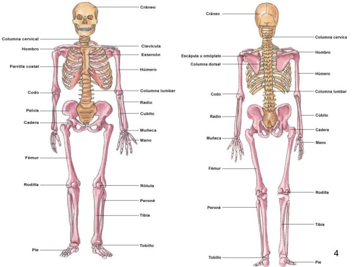 esqueleto humano