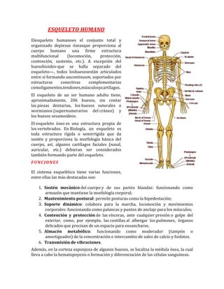 ESQUELETO HUMANO
Elesqueleto humanoes el conjunto total y
organizado depiezas óseasque proporciona al
cuerpo humano una firme estructura
multifuncional     (locomoción,   protección,
contención, sustento, etc.). A excepción del
huesohioides-que se halla separado del
esqueleto—, todos loshuesosestán articulados
entre sí formando uncontinuum, soportados por
estructuras    conectivas    complementarias
comoligamentos,tendones,músculosycartílagos.
El esqueleto de un ser humano adulto tiene,
aproximadamente, 206 huesos, sin contar
las piezas dentarias, los huesos suturales o
wormianos (supernumerarios del cráneo) y
los huesos sesamoideos.
El esqueleto óseo es una estructura propia de
los vertebrados. En Biología, un esqueleto es
toda estructura rígida o semirrígida que da
sostén y proporciona la morfología básica del
cuerpo, así, algunos cartílagos faciales (nasal,
auricular, etc.) debieran ser considerados
también formando parte del esqueleto.
FUNCIONES

El sistema esquelético tiene varias funciones,
entre ellas las más destacadas son:

   1. Sostén mecánico del cuerpo y de sus partes blandas: funcionando como
      armazón que mantiene la morfología corporal;
   2. Mantenimiento postural: permite posturas como la bipedestación;
   3. Soporte dinámico: colabora para la marcha, locomoción y movimientos
      corporales: funcionando como palancas y puntos de anclaje para los músculos;
   4. Contención y protección de las vísceras, ante cualquier presión o golpe del
      exterior, como, por ejemplo, las costillas al albergar los pulmones, órganos
      delicados que precisan de un espacio para ensancharse,
   5. Almacén metabólico: funcionando como moderador (tampón o
      amortiguador) de la concentración e intercambio de sales de calcio y fosfatos.
   6. Transmisión de vibraciones.
Además, en la corteza esponjosa de algunos huesos, se localiza la médula ósea, la cual
lleva a cabo la hematopoyesis o formación y diferenciación de las células sanguíneas.
 