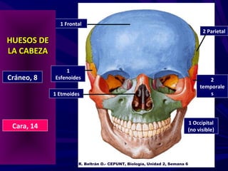 1 Frontal
                                                                             2 Parietal
HUESOS DE
LA CABEZA

                 1
Cráneo, 8   Esfenoides                                                         2
                                                                            temporale
            1 Etmoides                                                          s




                                                                       1 Occipital
 Cara, 14                                                              (no visible)




                     R. Beltrán O.- CEPUNT, Biología, Unidad 2, Semana 6          1
 