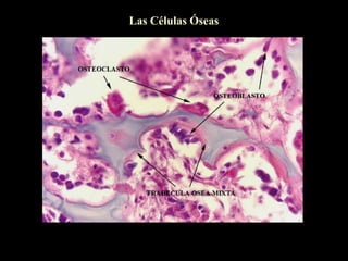 Las Células Óseas
 