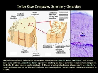 Tejido Óseo Compacto, Osteonas y Osteocitos
                                                                      
                                                                      
                                                                      
                                                                      




El tejido óseo compacto está formado por unidades denominadas Sistema de Havers u Osteonas. Cada osteona
posee en su centro un Conducto de Havers (que corren a lo largo del hueso) por donde corren los vasos sanguíneos.
Un detalle del tejido muestra que los conductos de Havers se hallan rodeados por células óseas vivas (osteocitos).
Unos canalículos conectan las células entre sí y con los vasos sanguíneos y los nervios que recorren los conductos de
Havers.
 