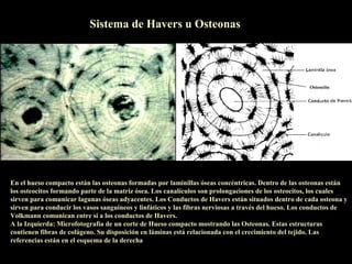 Sistema de Havers u Osteonas




                                                                                                     Osteocito




En el hueso compacto están las osteonas formadas por laminillas óseas concéntricas. Dentro de las osteonas están
los osteocitos formando parte de la matriz ósea. Los canalículos son prolongaciones de los osteocitos, los cuales
sirven para comunicar lagunas óseas adyacentes. Los Conductos de Havers están situados dentro de cada osteona y
sirven para conducir los vasos sanguíneos y linfáticos y las fibras nerviosas a través del hueso. Los conductos de
Volkmann comunican entre si a los conductos de Havers.
A la Izquierda: Microfotografía de un corte de Hueso compacto mostrando las Osteonas. Estas estructuras
contienen fibras de colágeno. Su disposición en láminas está relacionada con el crecimiento del tejido. Las
referencias están en el esquema de la derecha
 