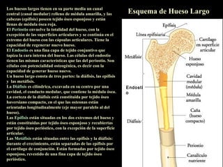 Los huesos largos tienen en su parte media un canal
central (canal medular) relleno de médula amarilla, y las         Esquema de Hueso Largo
cabezas (epífisis) poseen tejido óseo esponjoso y están
llenas de médula ósea roja.
El Periostio envuelve la totalidad del hueso, con la
excepción de las superficies articulares y se continúa en el
extremo del hueso con las cápsulas articulares. Tiene la
capacidad de regenerar nuevo hueso.
El Endostio es una fina capa de tejido conjuntivo que
tapiza la cara interna del hueso. Las células del endostio
tienen las mismas características que las del periostio. Son
células con potencialidad osteogénica, es decir con la
capacidad de generar hueso nuevo.
Un hueso largo consta de tres partes: la diáfisis, las epífisis
y las metáfisis.
La Diáfisis es cilíndrica, excavada en su centro por una          Endosti
cavidad, el conducto medular, que contiene la médula ósea.        o
La corteza de la diáfisis está constituida por tejido óseo
haversiano compacto, en el que las osteonas están
orientadas longitudinalmente (eje mayor paralelo al del
hueso).
Las Epífisis están situadas en los dos extremos del hueso y
están constituidas por tejido óseo esponjoso y recubiertas
por tejido óseo perióstico, con la excepción de la superficie
articular.
Las Metáfisis están situadas entre las epífisis y la diáfisis:
durante el crecimiento, están separadas de las epífisis por
el cartílago de conjunción. Están formadas por tejido óseo
esponjoso, revestido de una fina capa de tejido óseo
perióstico.
 