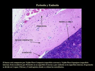 Periostio y Endostio




El hueso está compuesto por Tejido Óseo Compacto (superficie externa) y Tejido Óseo Esponjoso (superficie
interna). Está recubierto por Periostio en su superficie Externa y por endostio en la superficie interna. El periostio
se divide en 2 capas: Fibrosa y Condrogénica donde se sitúan los osteoblastos.
 