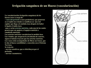 Irrigación sanguínea de un Hueso (vascularización)


La vascularización (irrigación sanguínea) de los
huesos corre a cargo de:
- vasos del periostio (vasos periósticos), que penetran
en el tejido óseo donde se ramifican en una red
capilar que llega a la médula ósea después de haber
irrigado el tejido óseo;
-una o varias arterias nutricias, cada una de las cuales
penetra por un agujero, el agujero nutricio o
canalículo nutriente.
Las arterias nutricias vascularizan la medula ósea.
Las vénulas, que aseguran la circulación de retorno,
siguen el mismo trayecto que las arterias nutricias.
Los vasos están acompañados de fibras nerviosas, que
le dan al hueso sensibilidad y conección con el Sistema
Nervioso.
Se trata de:
- nervios sensitivos, que se distribuyen por el
periostio,
- nervios vasomotores.
 