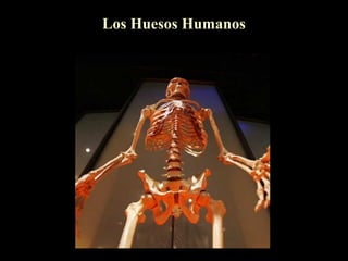 Los Huesos Humanos
 
