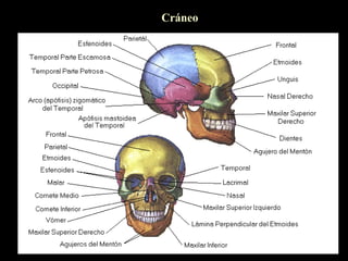 Cráneo
 