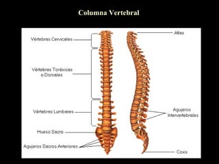 Columna Vertebral
 