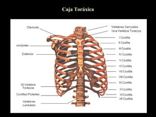 Caja Toráxica
 